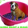 >Dog bed P507: